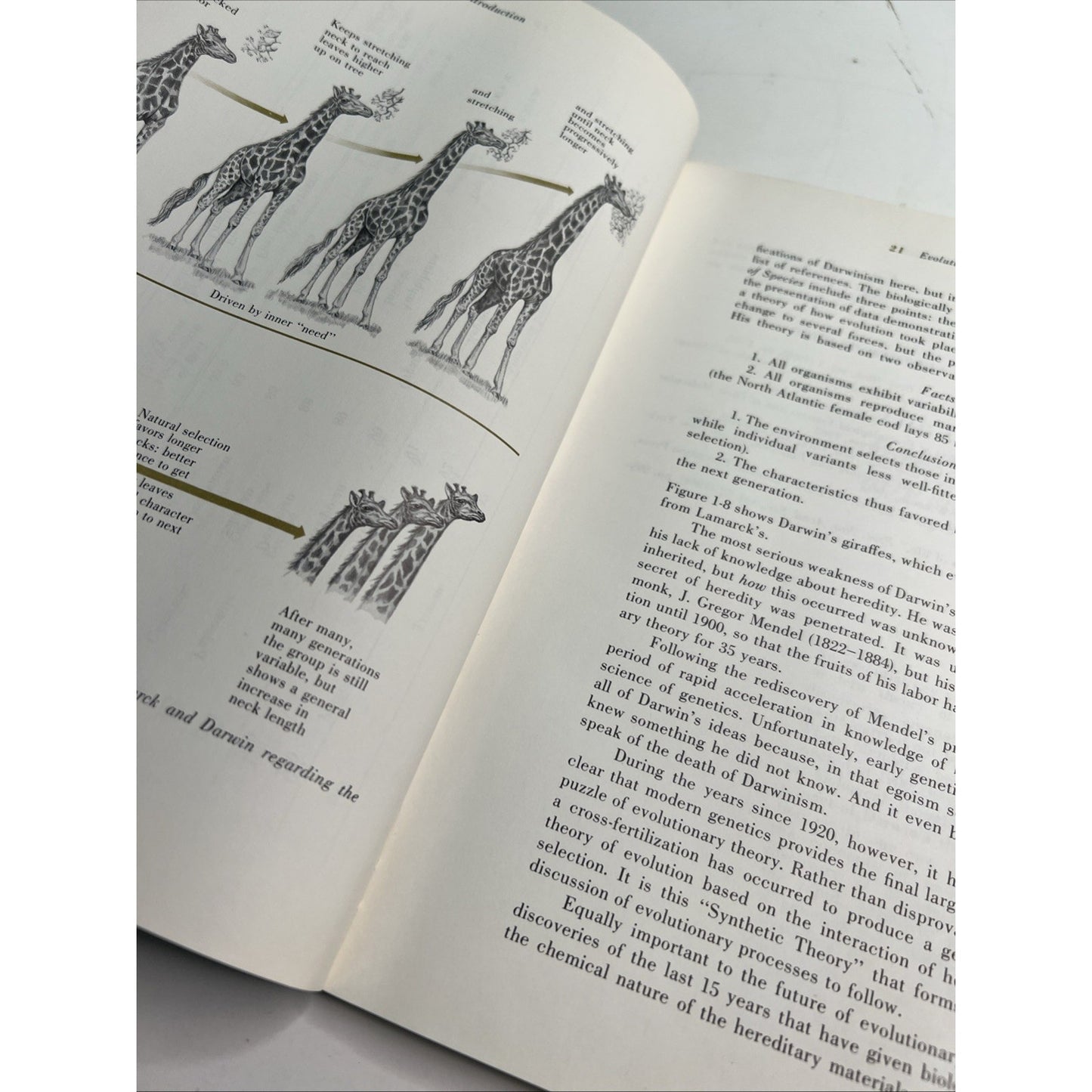 1969 PB Evolution 2nd Edition by Jay M. Savage Illustrated