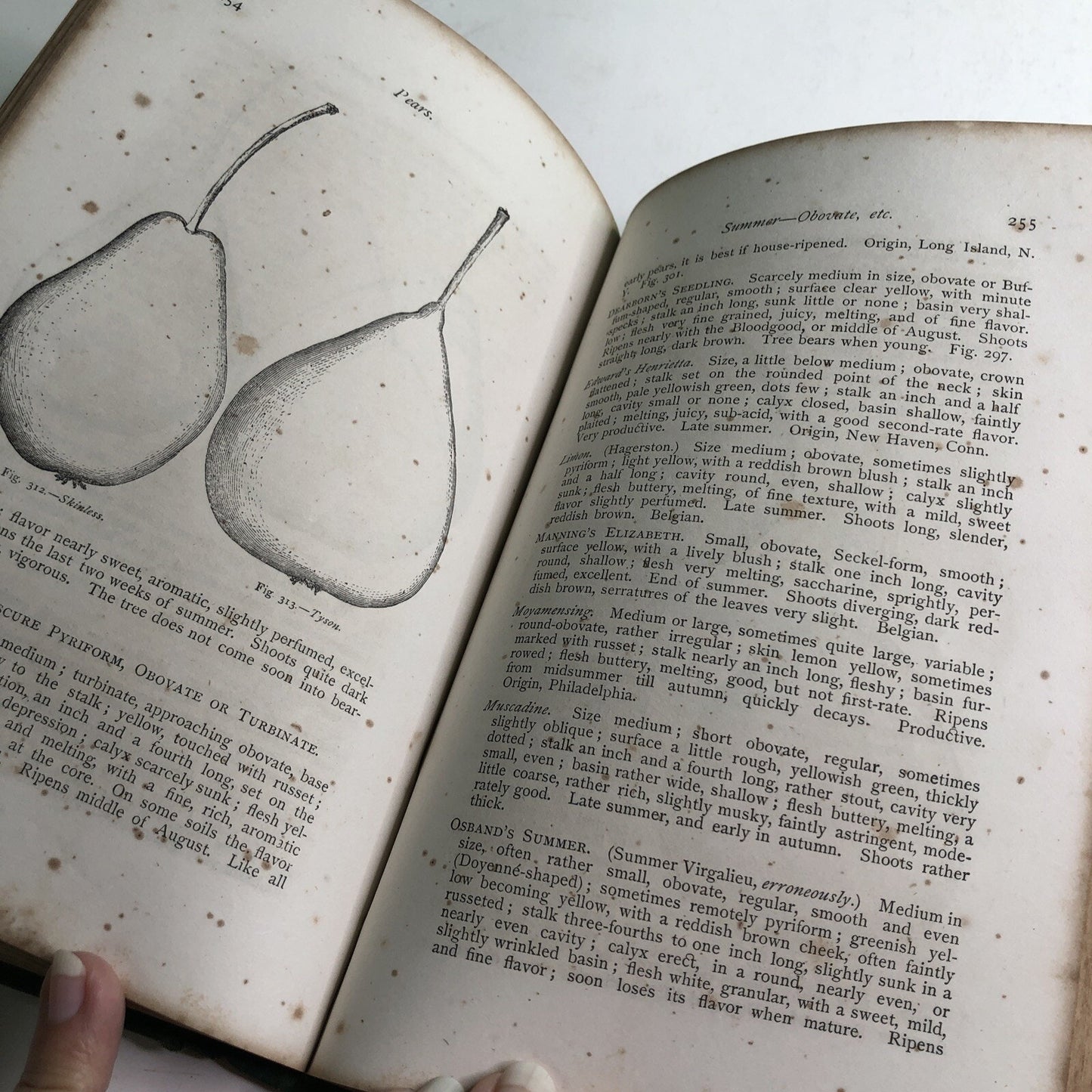 1867 The American Fruit Futurist by John J. Thomas HC Illustrated Propagation