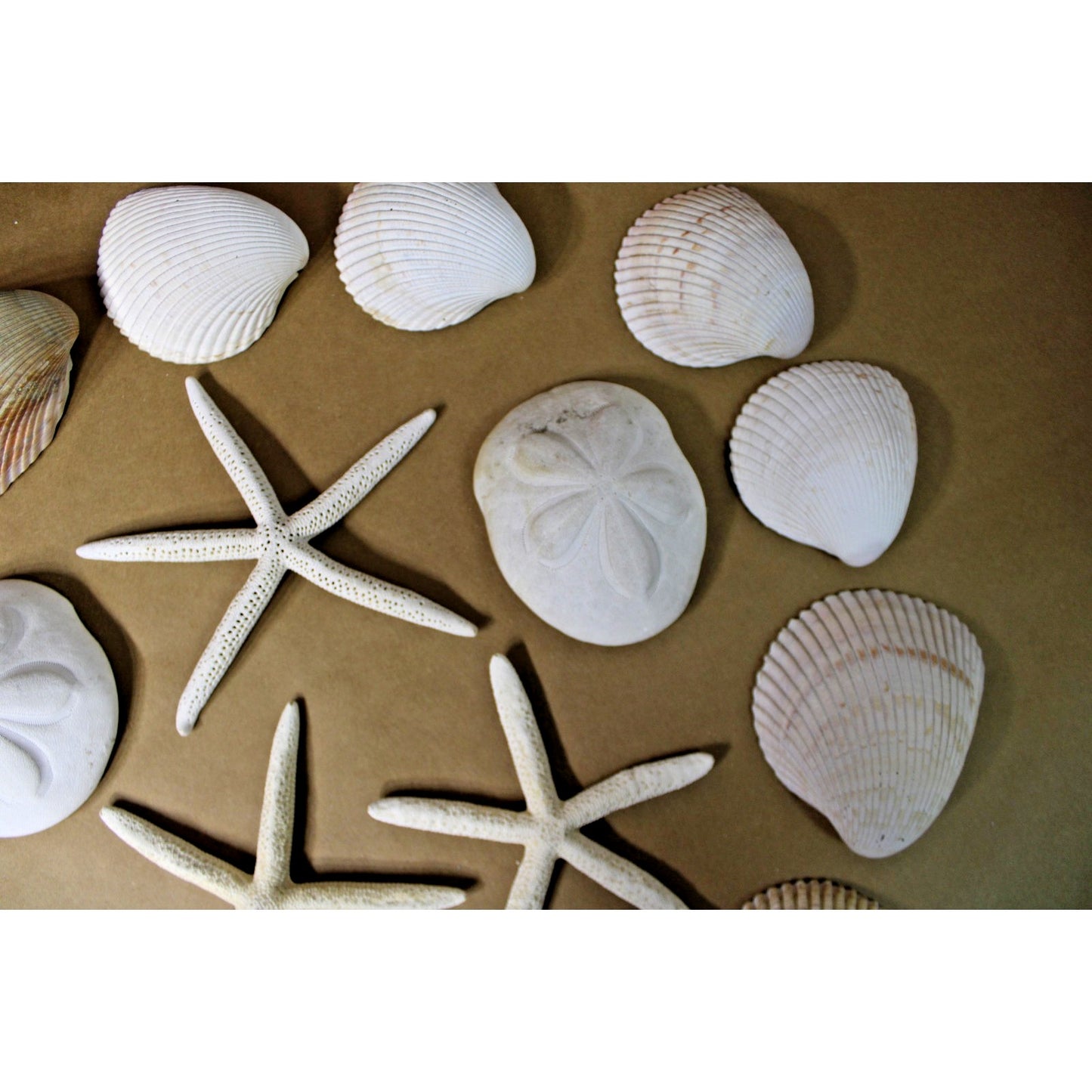 Lot of Sea Shells Starfish Large Size Nautical Coastal Decor Includes Hangers