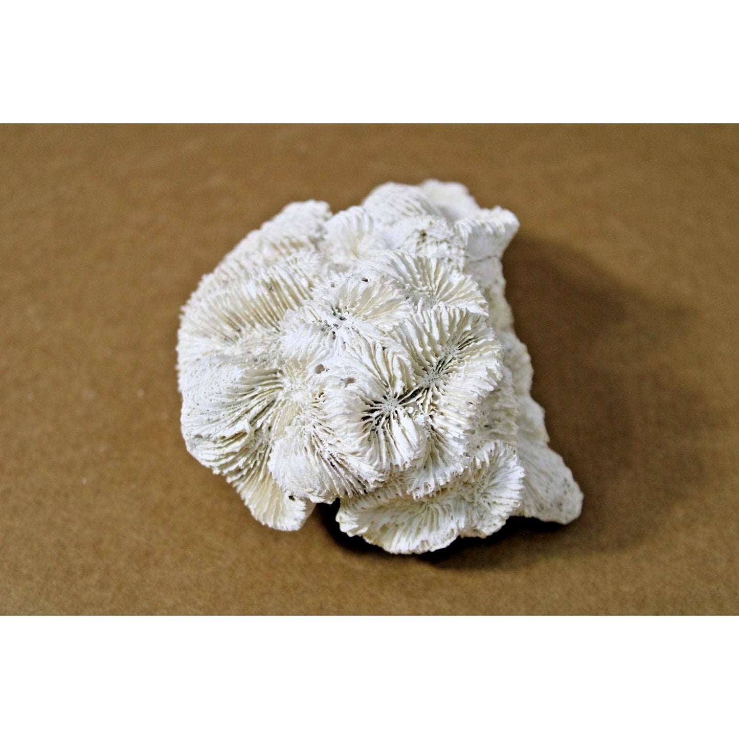 Natural Fossilized Rose Coral Specimen, 10 oz, 6" x 4.5" x 3"