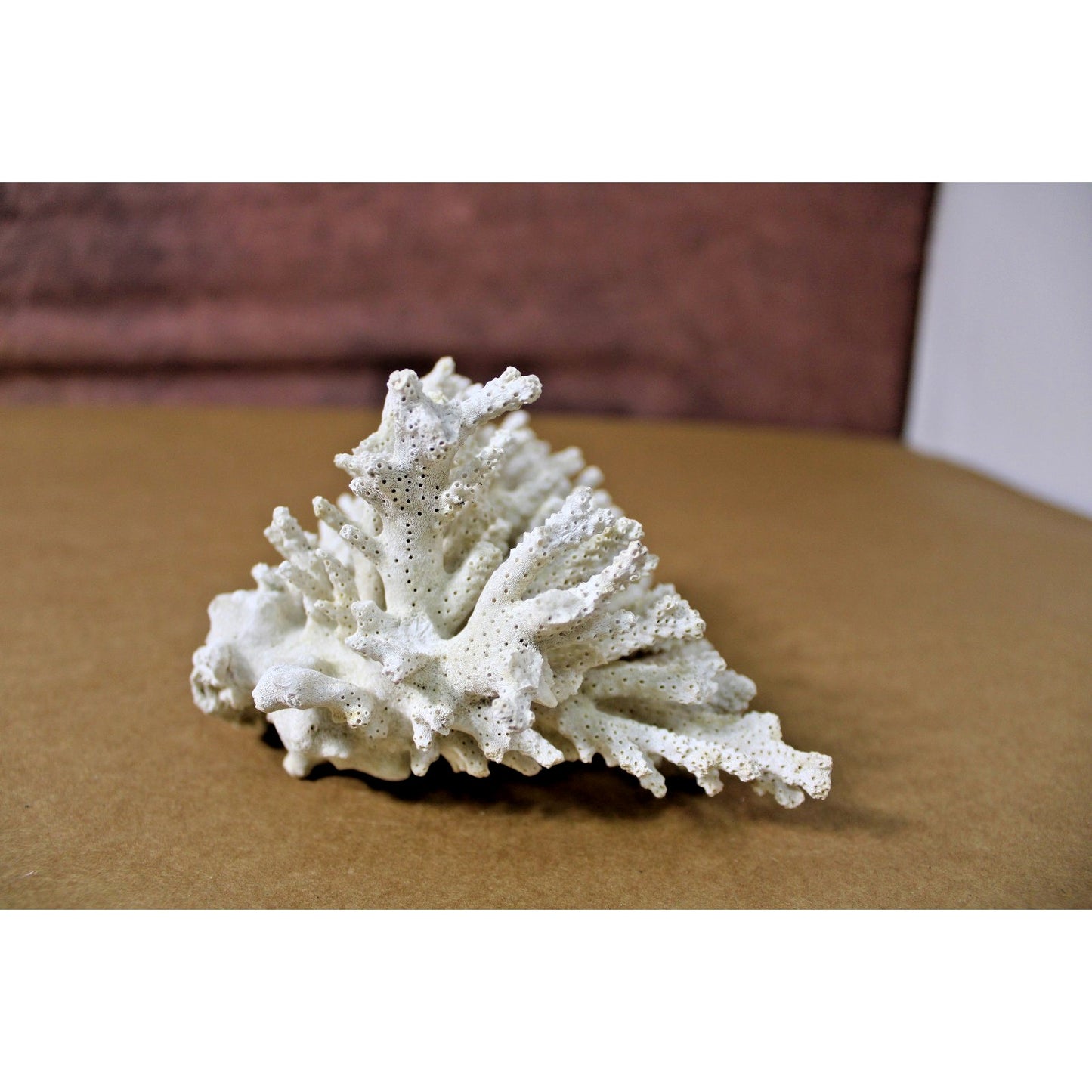 6" x 5" x 4" Natural White Coral Specimen, Branch Coral, 12.3 oz.
