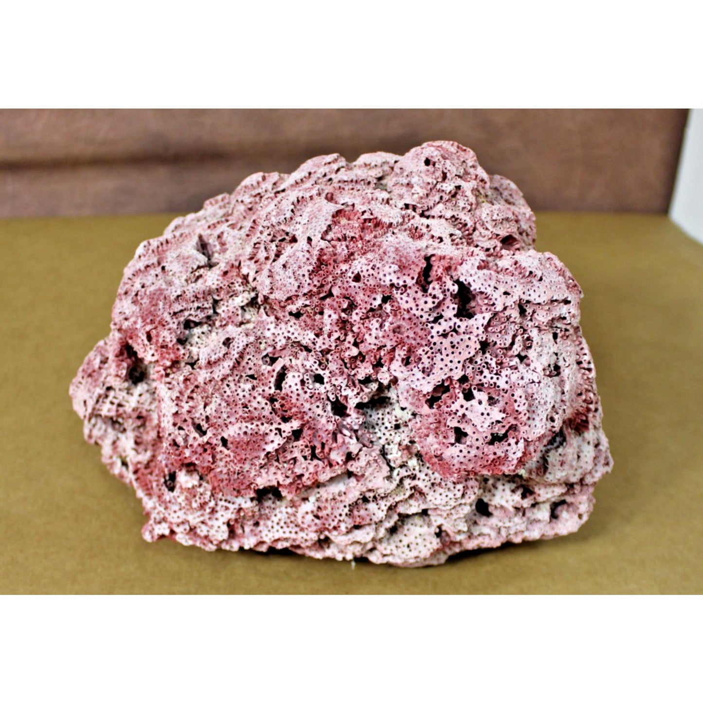 Large 9.5" x 7" x 6" Natural Red Pipe Organ Coral Specimen, 3lb 13oz