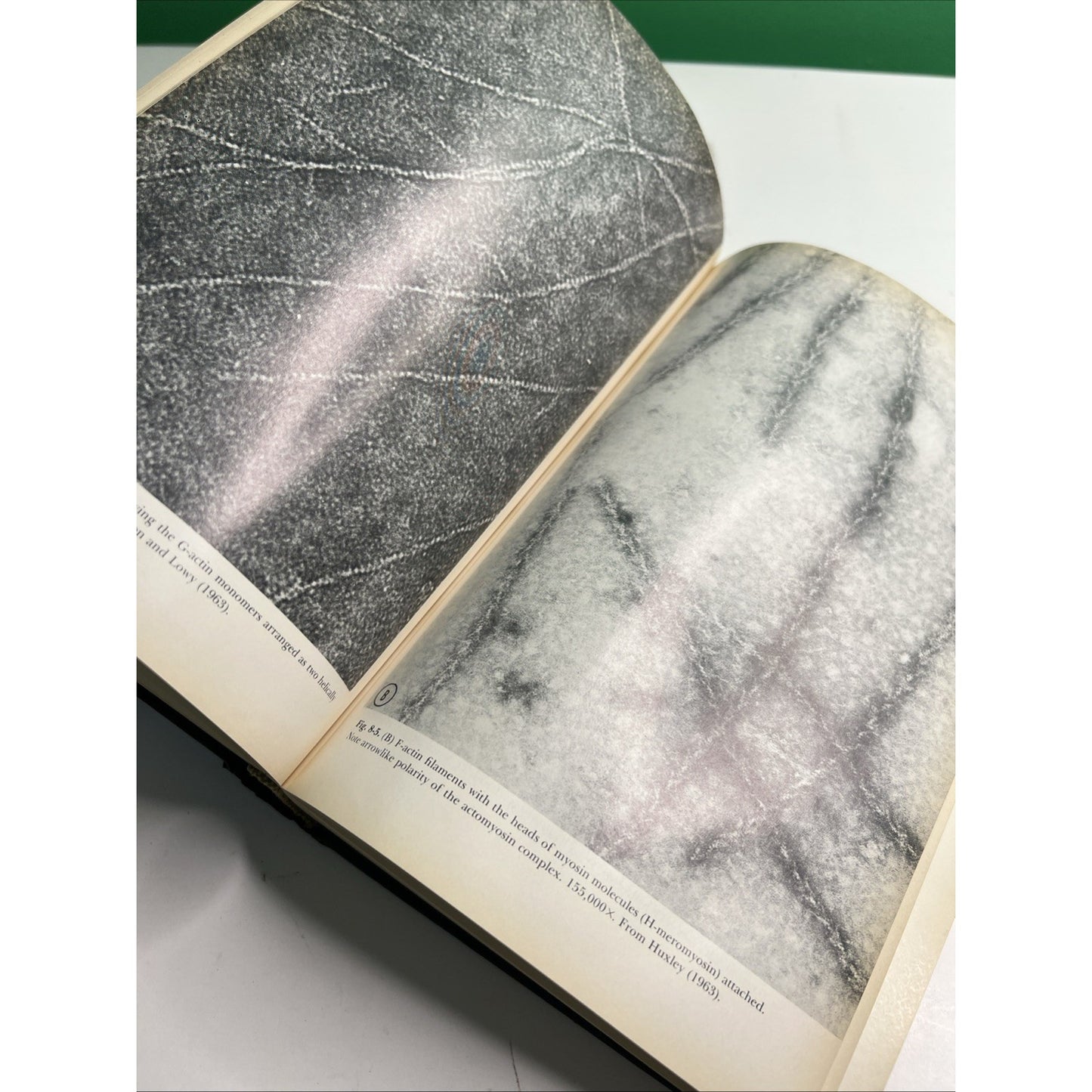 Cell And Molecular Biology By Ernest J. DuPraw 1968 Hardcover