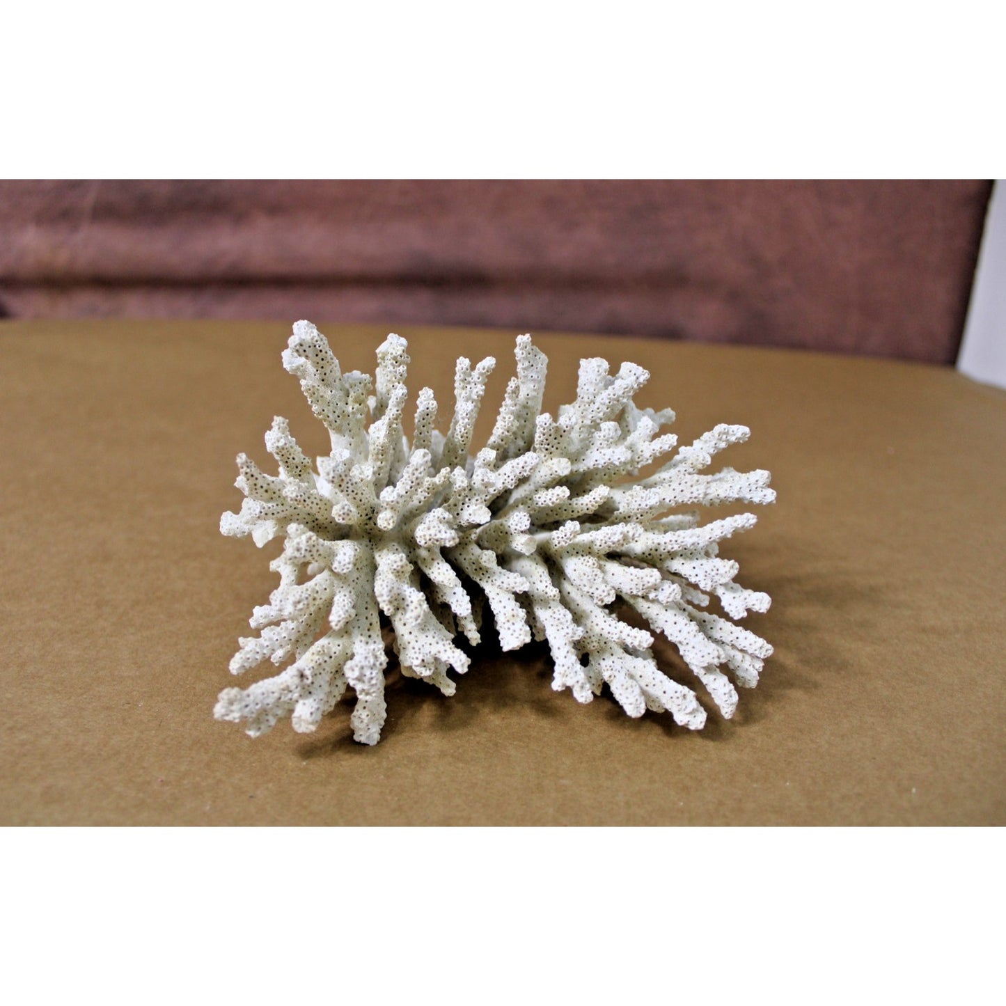 6" x 5" x 4" Natural White Coral Specimen, Branch Coral, 12.3 oz.