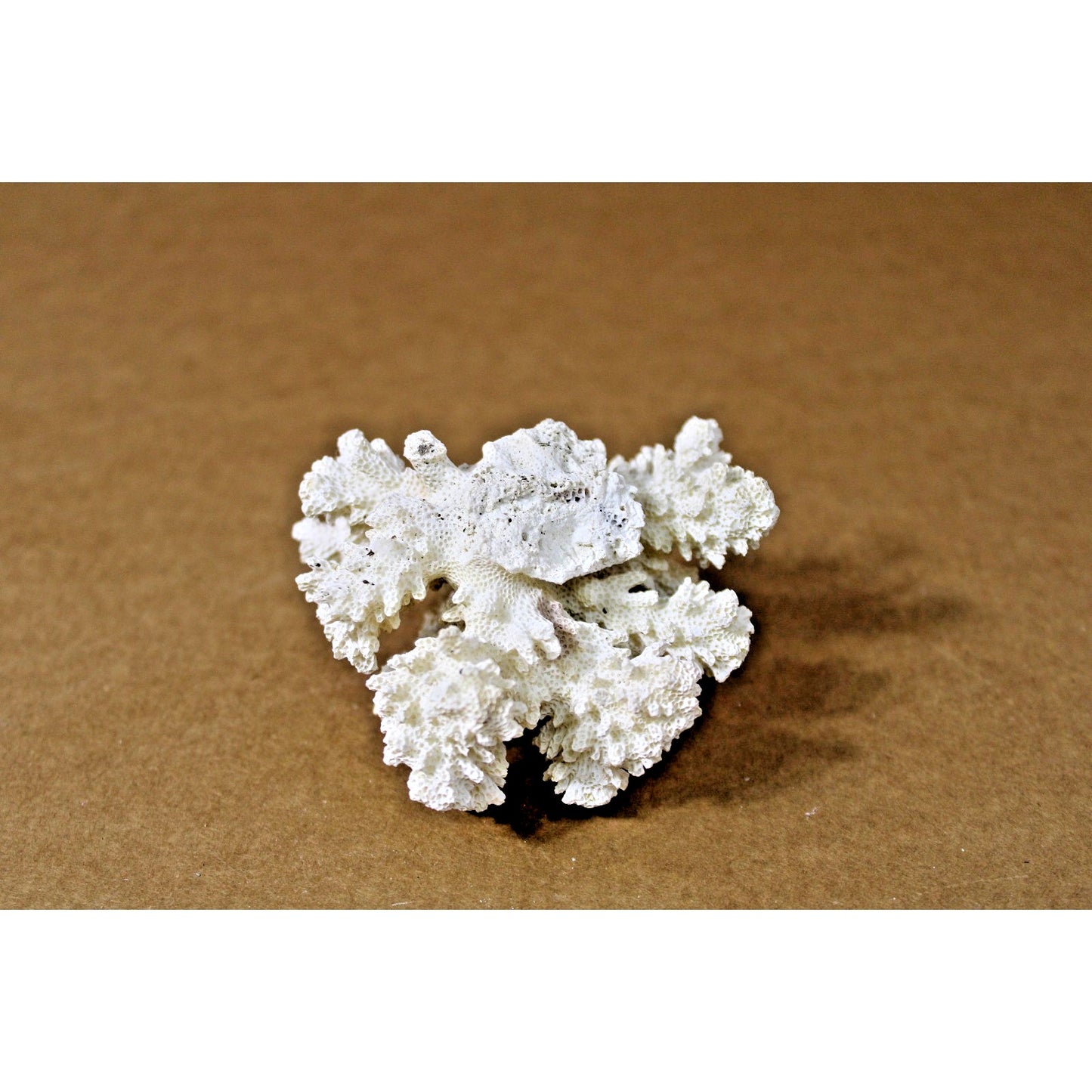 4" x 3" x 2.25" Natural White Coral Specimen, 4.3 oz. Coastal Decor, Curiousity