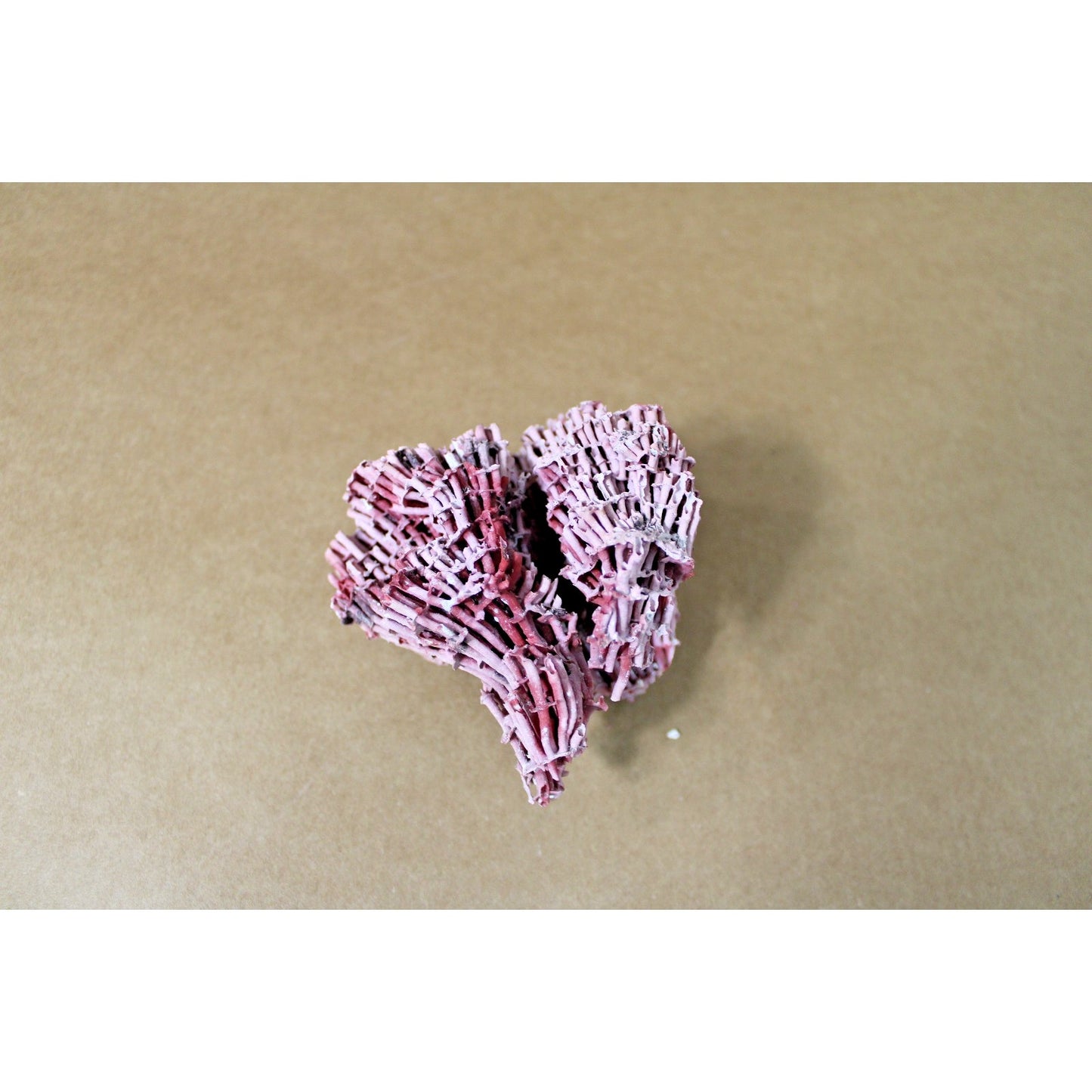 5.5" x 4" x 3.75" Natural Red Pipe Organ Coral Specimen, 2.3oz