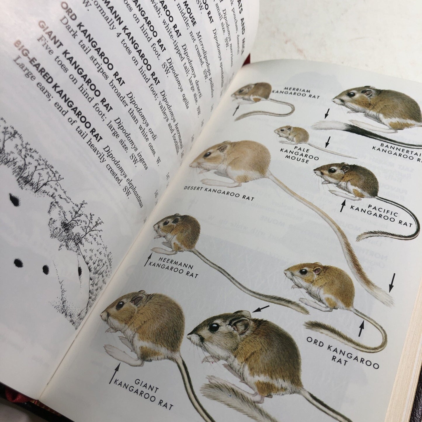 Roger Tory Peterson Field Guides: MAMMALS Burt & Grossenheider HC Leatherbound
