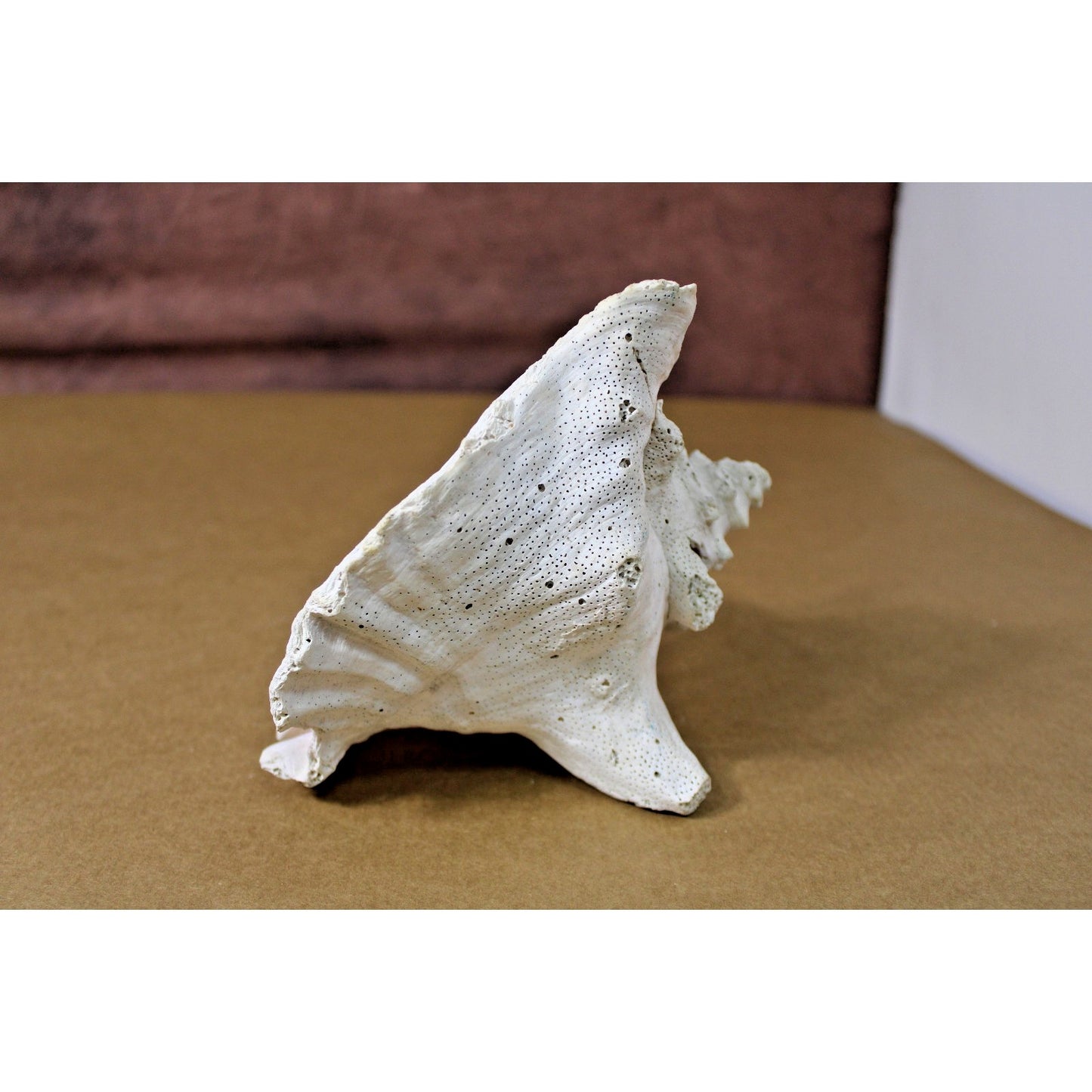 Large Natural 7" x 6" x 6" Conch Shell, Coastal Decor, Fossil Specimen, Coral