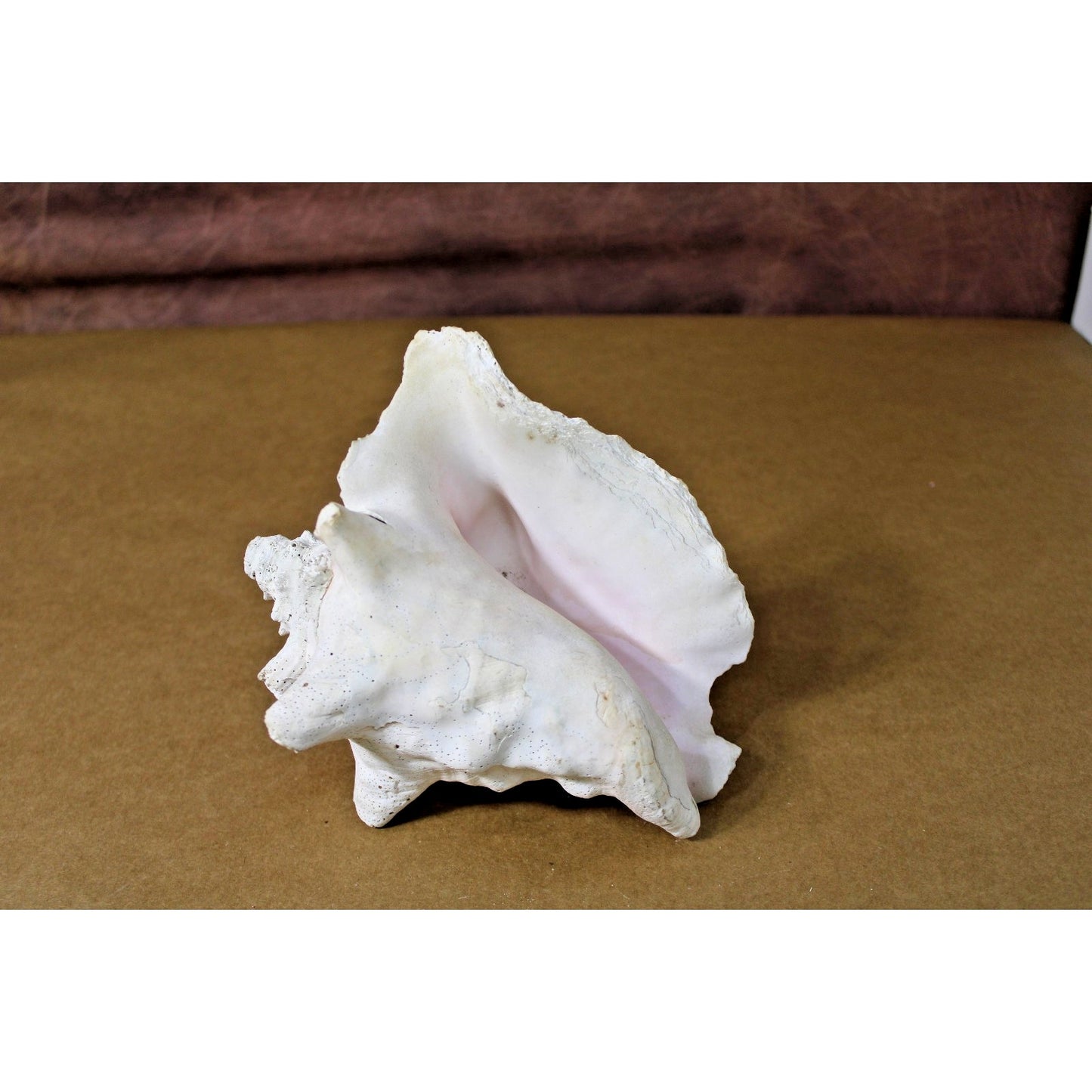 Large Natural 7" x 6" x 6" Conch Shell, Coastal Decor, Fossil Specimen, Coral