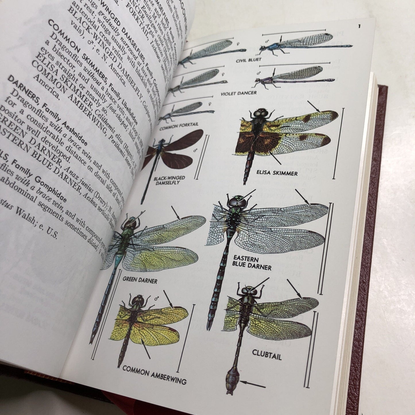 Roger Tory Peterson Field Guides: INSECTS HC Leather Bound Bookplate